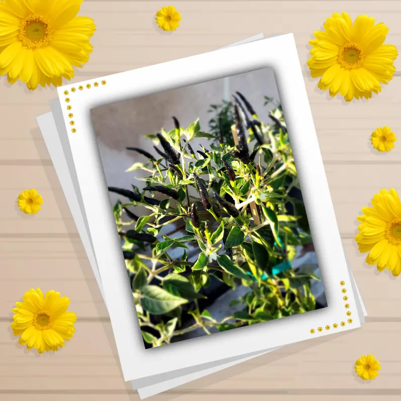 Grow something truly unique in your garden with Black Pepper Seeds from the SpicyHead Etsy Shop. These seeds are an excellent choice for gardening enthusiasts who appreciate exotic plants. The Black Cobra pepper is not only visually striking but also has a notable transformation in color, shifting from green to black and finally to red.